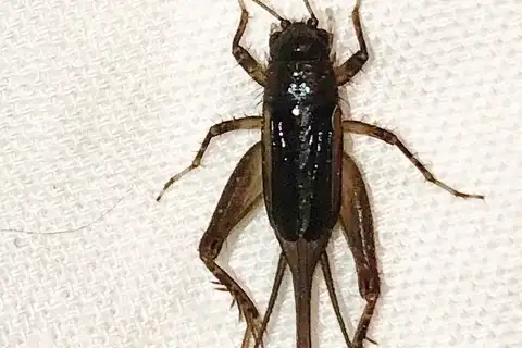 Melodious Ground Cricket