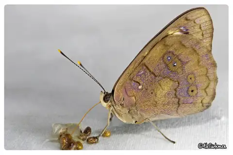 Dingy Purplewing