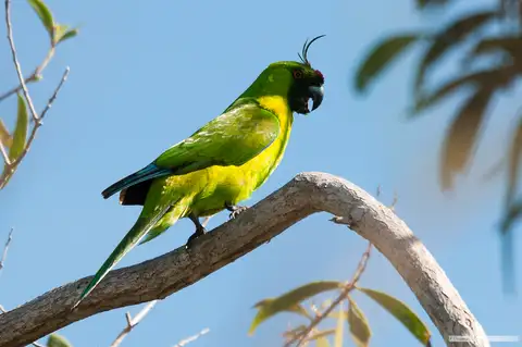 Ouvea Parakeet