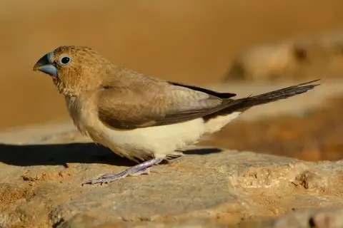 African Silverbill