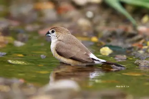 Indian Silverbill