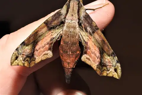 Eupanacra splendens