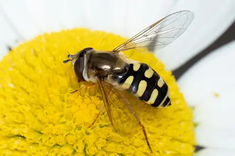 Migrant Hover Fly