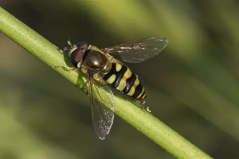 Western Aphideater