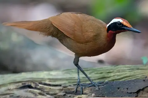 Rail-babbler