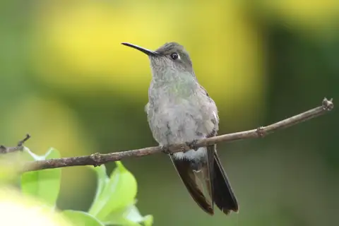 Sombre Hummingbird