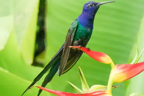 Swallow-tailed Hummingbird