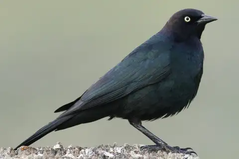 Brewer's Blackbird