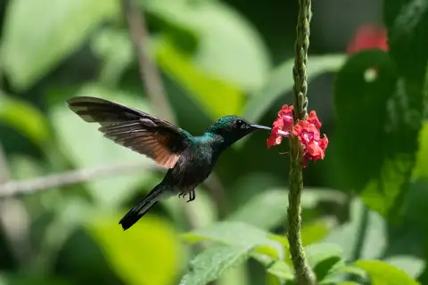 Stripe-tailed Hummingbird