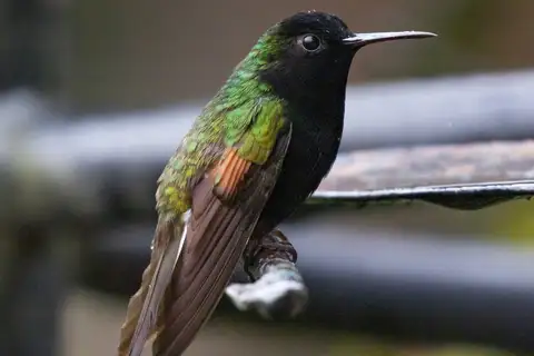 Black-bellied Hummingbird