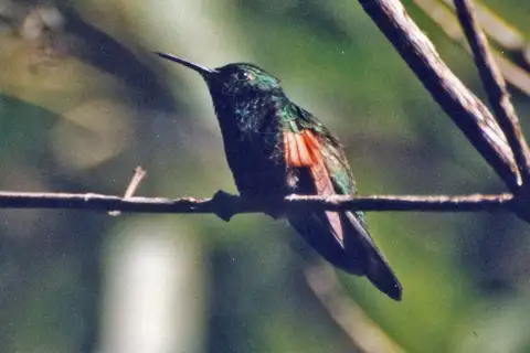 White-tailed Hummingbird