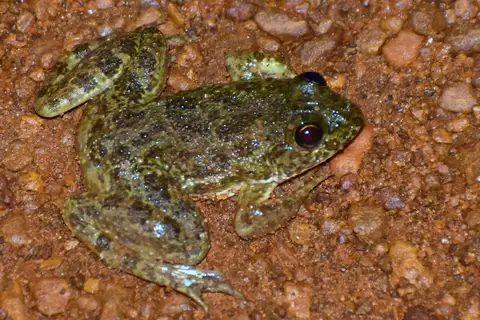 Bangladesh Skittering Frog