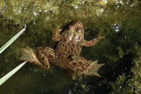 Common skittering frog