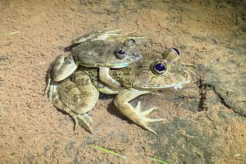 Jaladhara Skittering Frog