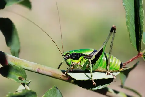 Chabrier's Bush-cricket
