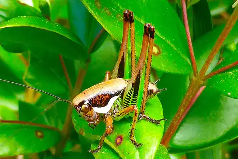 Eupholidoptera magnifica