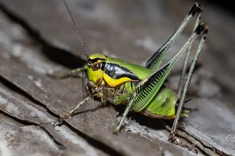 Schmidt's Marbled Bush-cricket