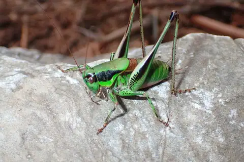 Corsican Marbled Bush-cricket