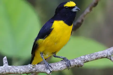 Scrub Euphonia