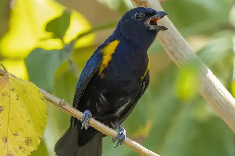 Golden-sided Euphonia