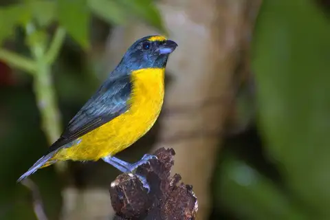 Green-chinned Euphonia