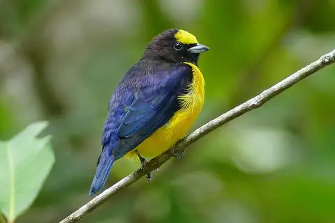 Purple-throated Euphonia