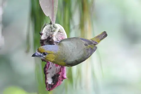 White-lored Euphonia