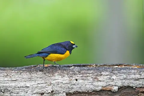Velvet-fronted Euphonia