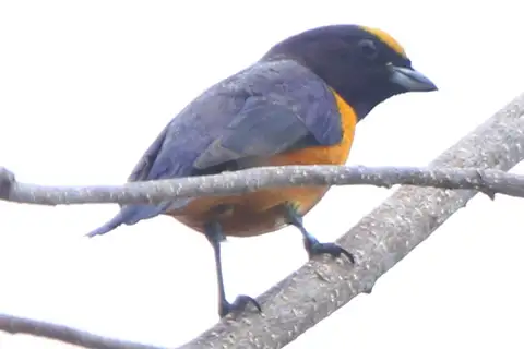 Finsch's Euphonia