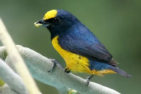 Fulvous-vented Euphonia