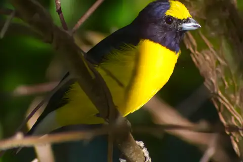 West Mexican Euphonia