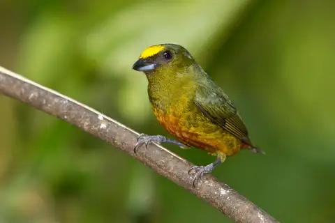 Olive-backed Euphonia