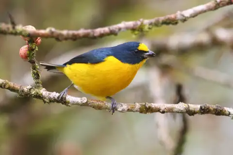 Yellow-throated Euphonia