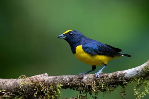 Spot-crowned Euphonia