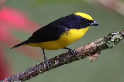 Thick-billed Euphonia
