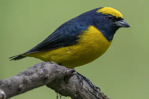 Yellow-crowned Euphonia