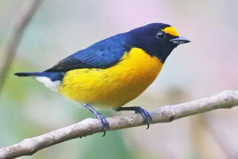 White-vented Euphonia
