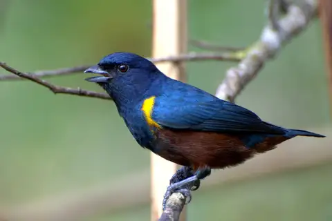 Chestnut-bellied Euphonia