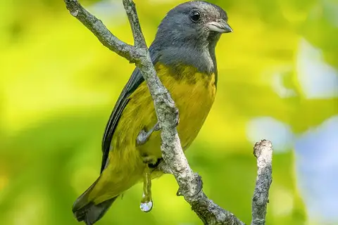 Plumbeous Euphonia