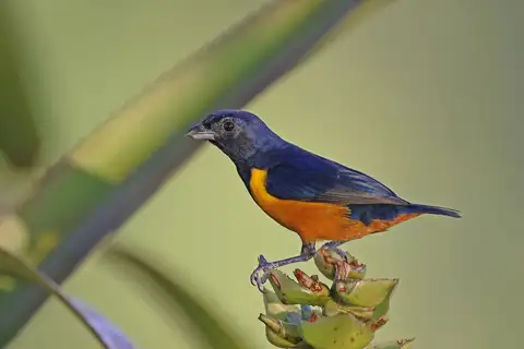 Rufous-bellied Euphonia