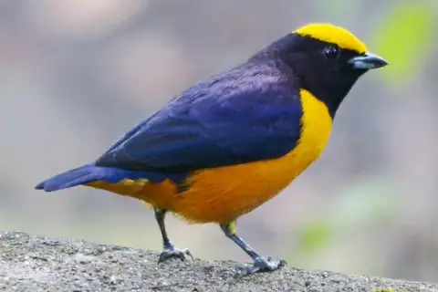 Orange-crowned Euphonia