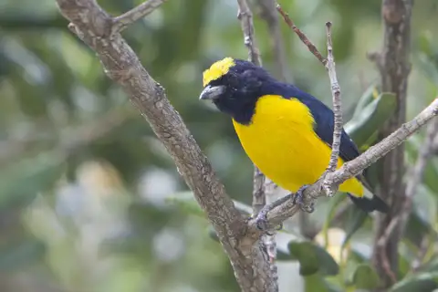 Trinidad Euphonia