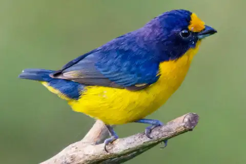 Violaceous Euphonia