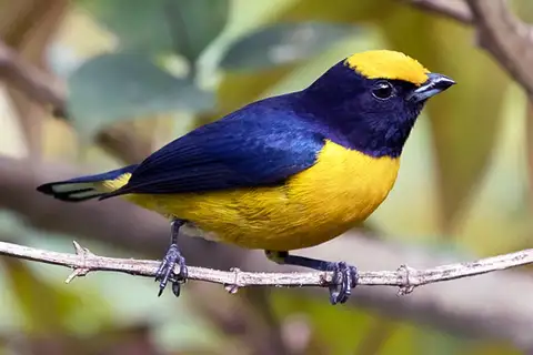 Orange-bellied Euphonia