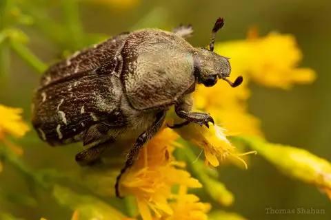 Dark Flower Scarab