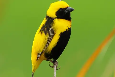 Yellow-crowned Bishop