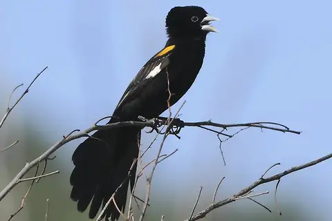 White-winged Widowbird