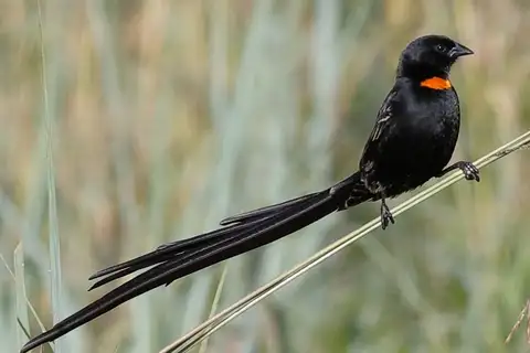 Red-collared Widowbird