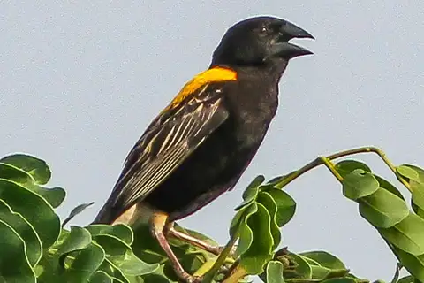 Golden-backed Bishop