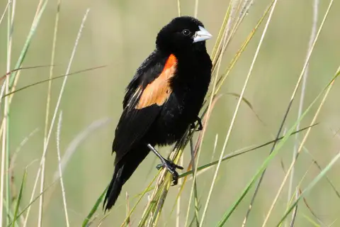 Fan-tailed Widowbird